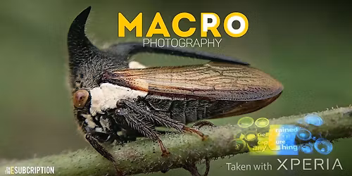 Macro Photography - Professional Level