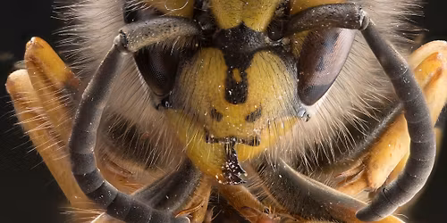 Macro and focus stacking