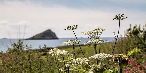 The Big Draw at Wembury