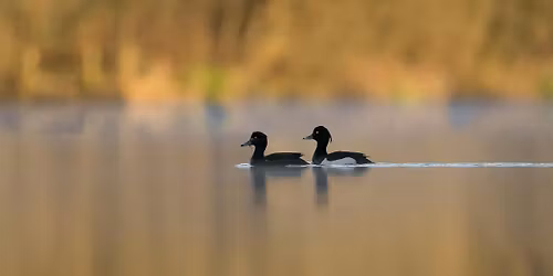 Short & Slow Birding Stroll - Nature Discovery Centre, Wednesday 8 April