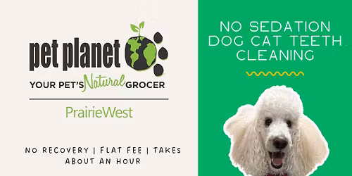 Dog\/Cat Teeth Cleaning - West Kelowna