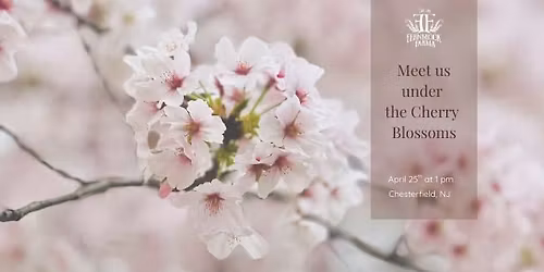 Cherry Blossom Luncheon in the garden