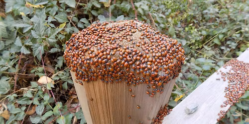 Redwoods and Ladybugs Hike
