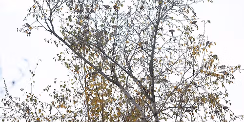 Stoke Meadows (Riverside Nature Reserve)  (Bowers Lane side)