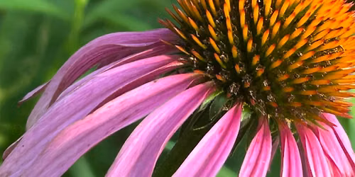 Guided Walk: Pollinator Prowl
