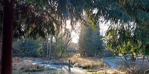 MHA The Wilderness forest bathing walk (all mobilities welcome)