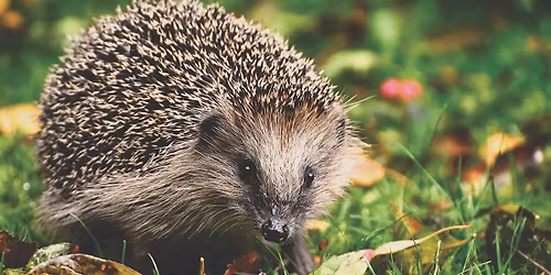 Hedgehog Talk - Learn about hedgehogs and winter care