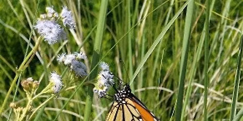 Ask a Florida-Friendly Gardener