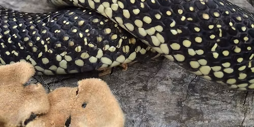 Annual Herpetology Night Hike