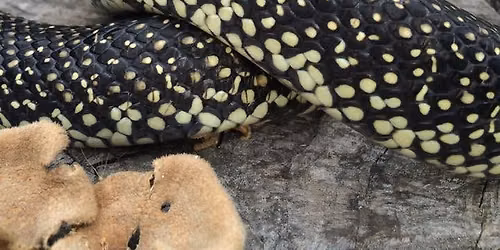 Annual Herpetology Night Hike