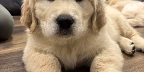 Golden Retriever Puppy Therapy Barnsley 