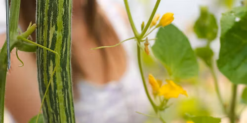 Soothe & Seal: Herbal Salve + Balm Workshop