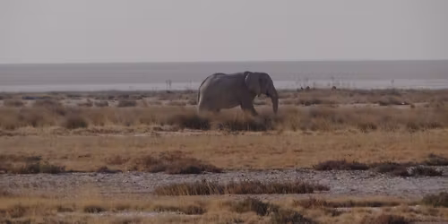 Baffled by Baboons...and Other Stories