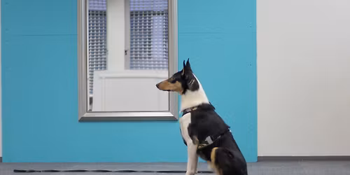 J\u00e4ljestys harrastuksena! -luento su 3.5. klo 14 Sipoon Koirakeskuksella