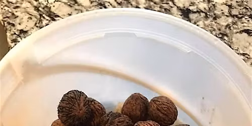 Fall Forest Treasures: Fungi & Nut Foraging Expedition