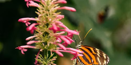 Night of the Butterflies Member Event (Family)