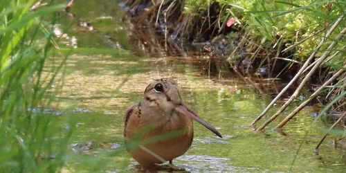 American Woodcock Walk
