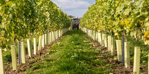 The Poacher\u2019s BBQ at Wildshark Vineyard 28\/3