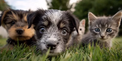 Adoptions 