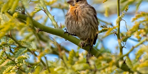 Birding Walk-About at Desert Willow