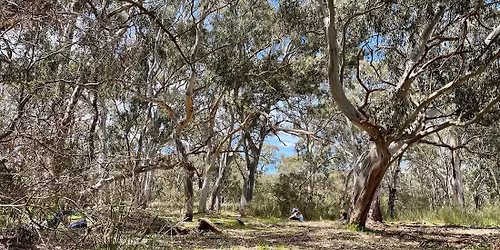 Curious Kids, Calm Minds: Family Nature Immersion