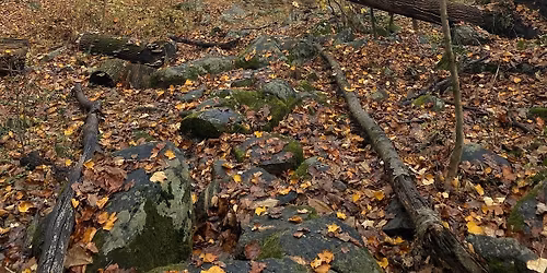Habitat Restoration at Westchester Wilderness Walk\/Zofnass Family