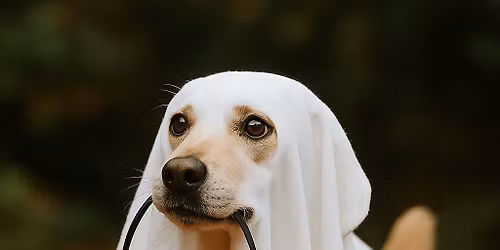 Dog Trick or Treating! Add your location to be one of the stops!