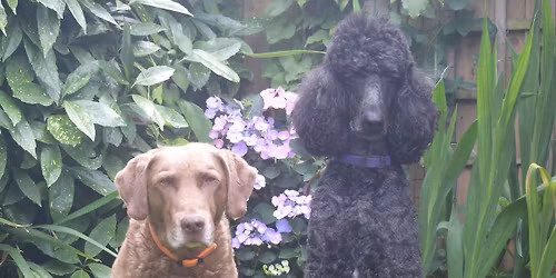 Progress Award Testing for Heelwork To Music