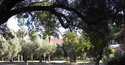 Trees around the World, a U of Arizona Campus Arboretum Tour