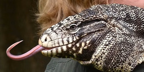 Uncharted Wild Reptile Show