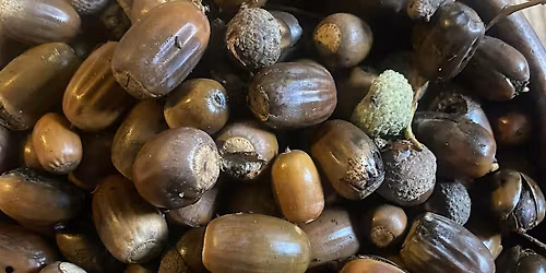 Boothby Wildland - Seed Gathering