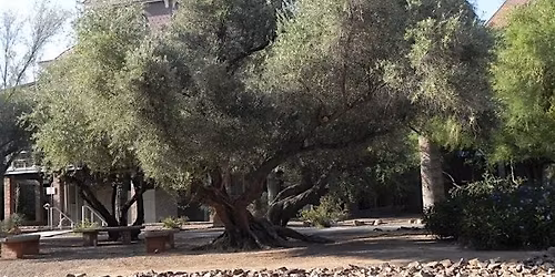 University of Arizona Campus Arboretum History, a tour of the arboretum.