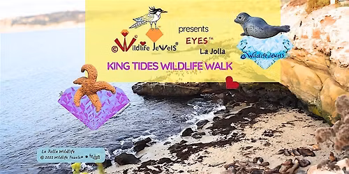 Wildlife Jewels EYES\u2122 La Jolla: King Tides Wildlife Walk