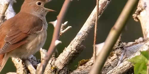 Spring birdwatching day
