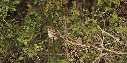 Louisville Women's Birding Club November Walk