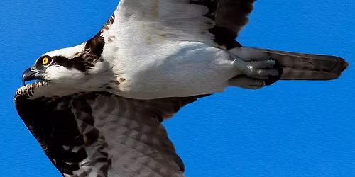 FIELD TRIP: Jones Pier Conservation Area