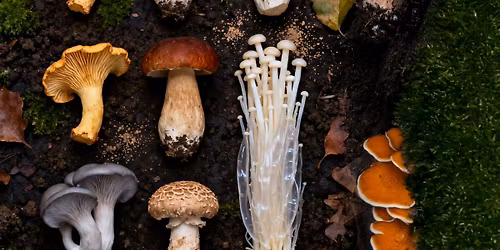 26\/11 \u03a3\u03c5\u03bb\u03bb\u03bf\u03b3\u03ae \u03bc\u03b1\u03bd\u03b9\u03c4\u03b1\u03c1\u03b9\u03ce\u03bd-\u0395\u03b4\u03ce\u03b4\u03b9\u03bc\u03b1 \u03ba\u03b1\u03b9 \u03b4\u03b7\u03bb\u03b7\u03c4\u03b7\u03c1\u03b9\u03ce\u03b4\u03b7 \u03bc\u03b1\u03bd\u03b9\u03c4\u03ac\u03c1\u03b9\u03b1