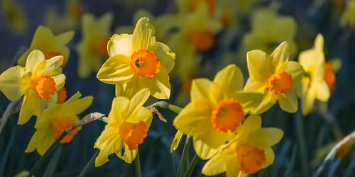Spring Bulbs and Daffodils: Walk and Talk