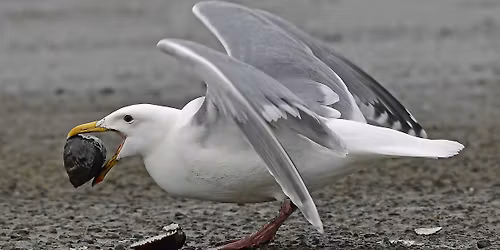Using Seagulls To Practice Wildlife Photography