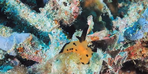 Underwater Photography