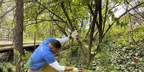 Invasive species removal near Trollheim Bridge\/Theodore Roosevelt Island