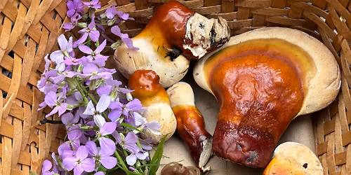 Spring Foraging Class 5.16.26