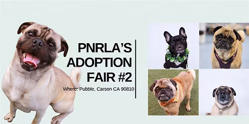 Pug Nation's Adoption Fair #2