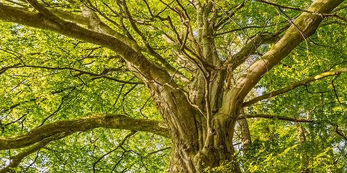 Saturday Winter Solstice Event - Yoga and Gongs - Kingsthorpe
