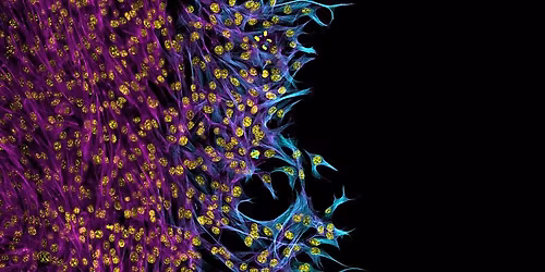 Scottish Microscopy Society Symposium 2025 - Aberdeen