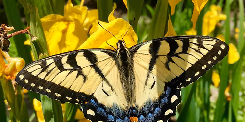 Natures Storytime: Beautiful Butterflies