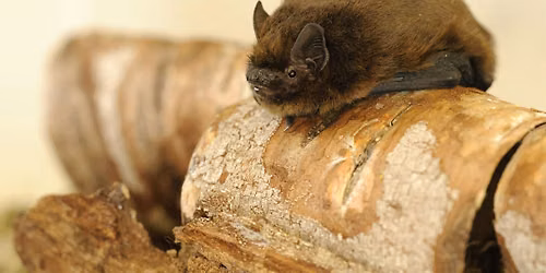 Bats for Beginners: A Guided Bat Walk at St Catherine's Hill