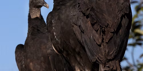 National Buzzard\u2019s Day Hike at George LeStrange Preserve