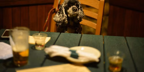 Pints for Pups - Bring Your Dog Every Monday On The Deck