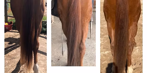 Stage "Muscler son cheval à pied" avec Connecting Dressage